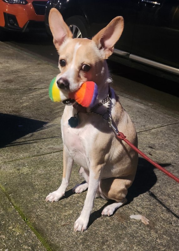 Potato, a Chihuahua mix, on a leashed walk